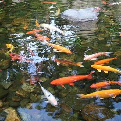 Pond water with fish swimming.