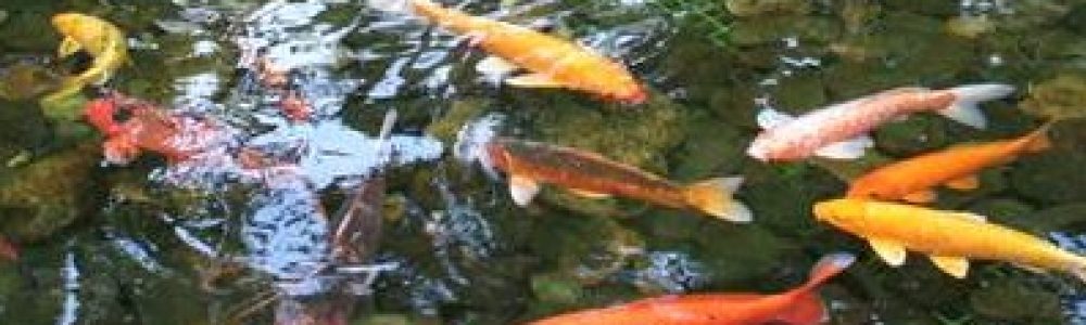 img (4) Pond water with fish swimming.